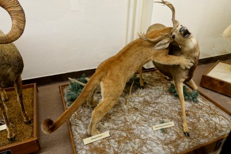 Puma concolor and Odocoileus hemionus hemionus - Mount Angel Abbey Museum - Mount Angel Abbey - Mount Angel, Oregon - DSC09994