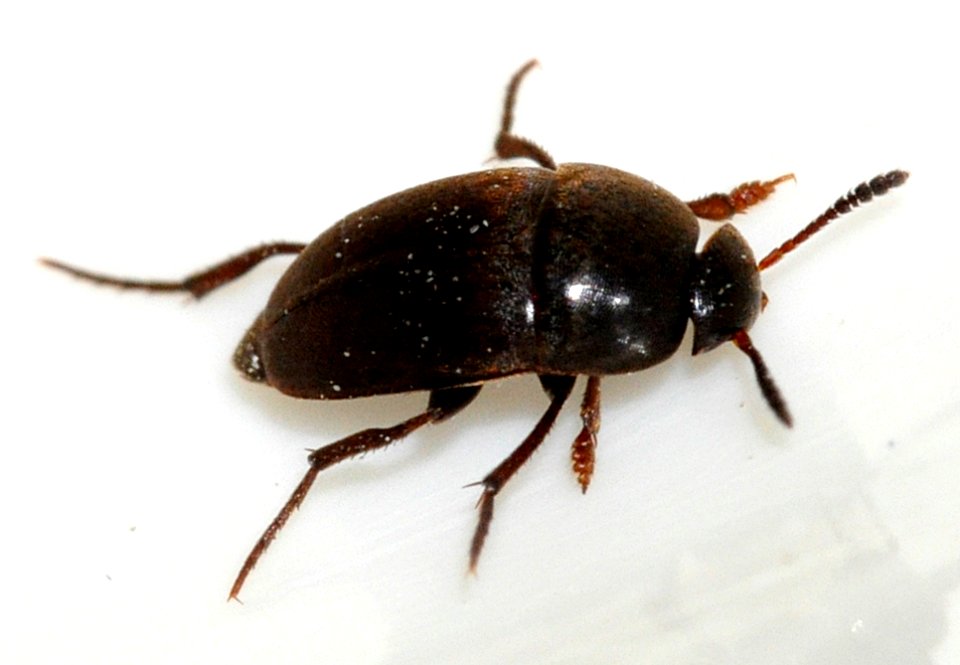 Ptomaphagus-varicornis-04-fws