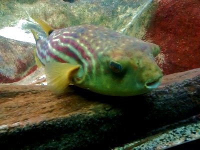 Pufferfish (Shedd Aquarium, Chicago) 1 photo