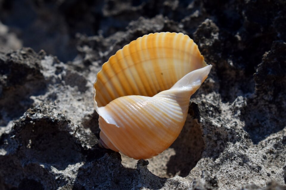 Summer nature seashell