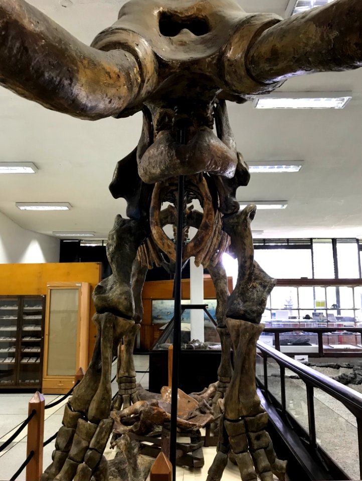Pubenza Mastodon frente