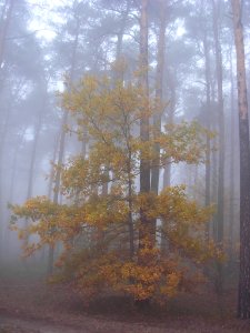 Puszcza Bydg 2012e mgła