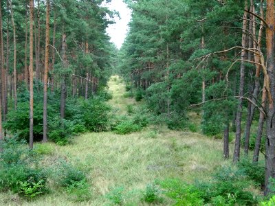 Puszcza Bydgoska k BPPT 1 08-2013