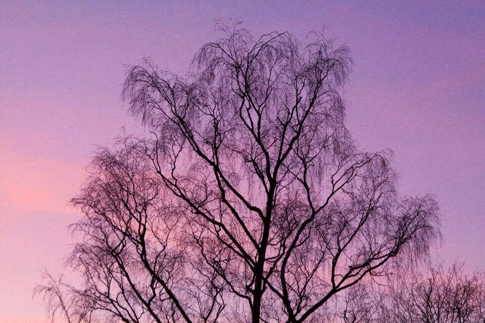 Silhouette fire evening light
