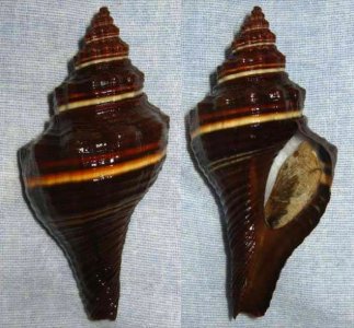 Pugilina tupiniquim Abbate & Simone, 2015 - BioLib.cz