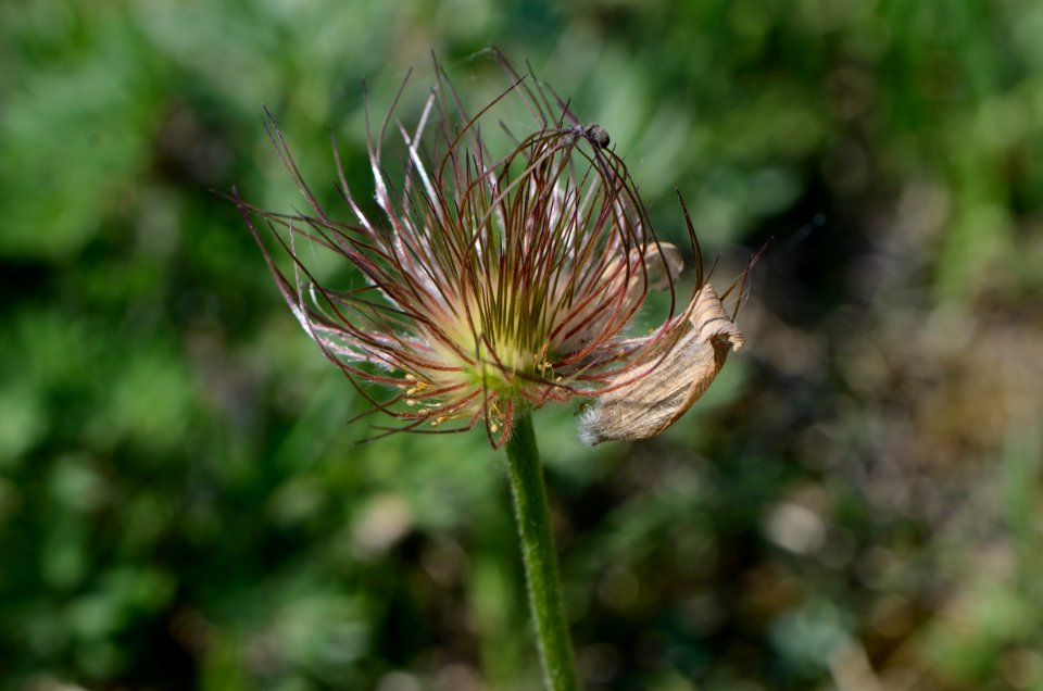 Pulsatilla grandis fruits