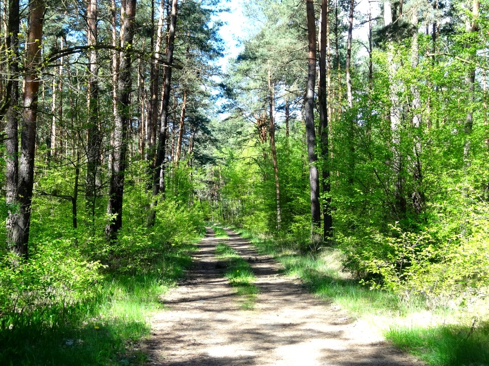 Puszcza Bydgoska BPPT 4 5-2015