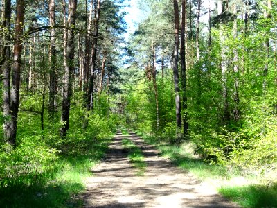 Puszcza Bydgoska BPPT 4 5-2015