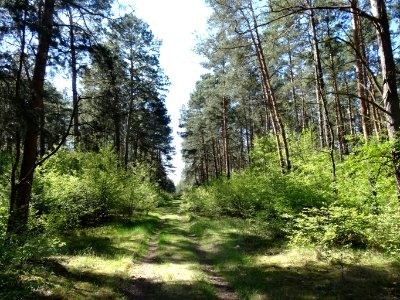Puszcza Bydgoska BPPT 1 5-2015