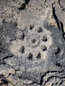 Pu'u Loa Petroglyphs, Nov 2017 (IV) 