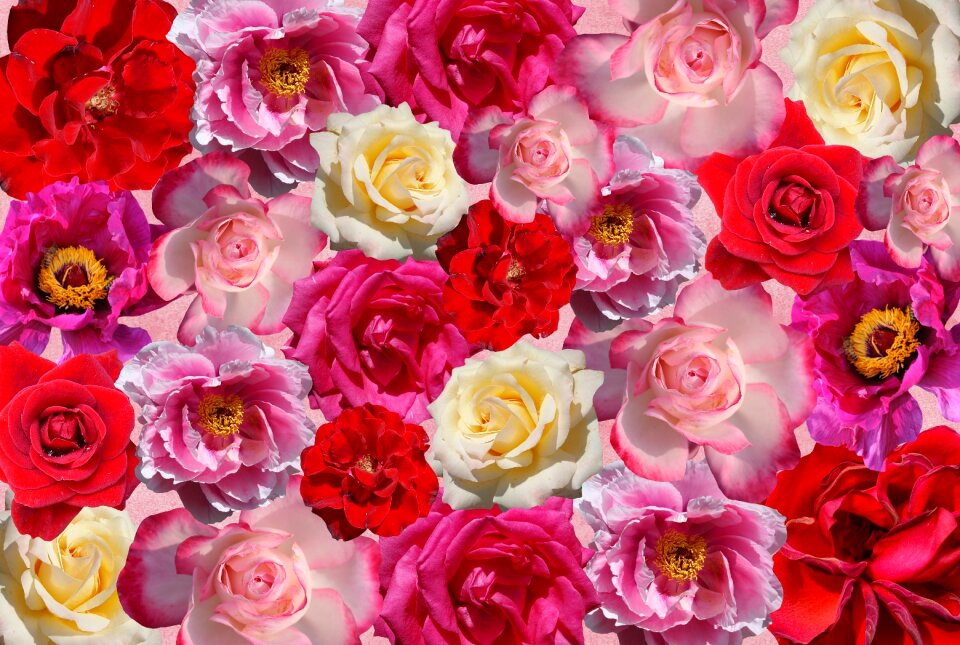 Red pink nature