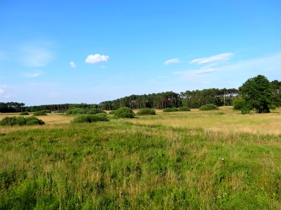 Puszcza Bydgoska BialeBlota 1 07-2014