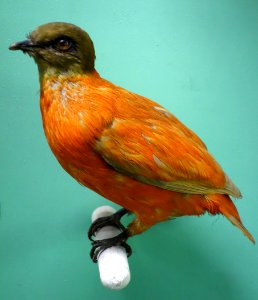 Ptilinopus victor (Chrysoenas victor) - Museo Civico di Storia Naturale Giacomo Doria - Genoa, Italy - DSC03128