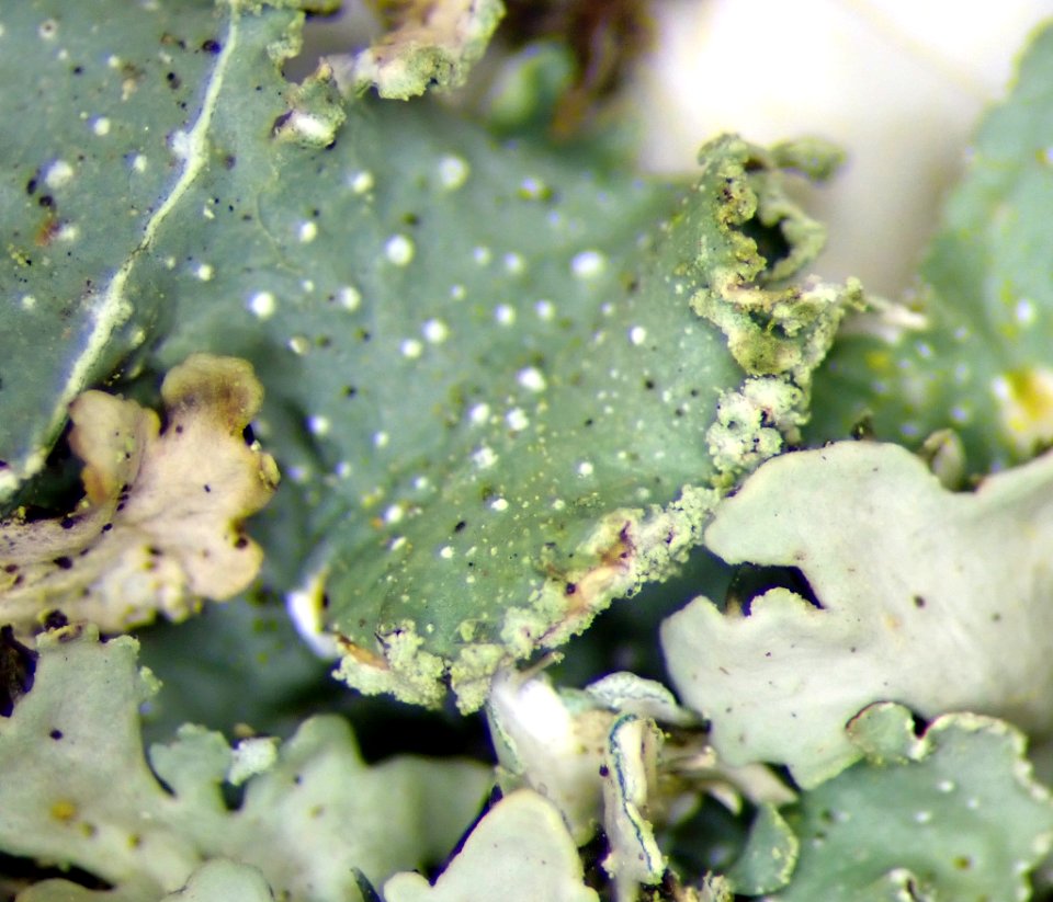 Punctelia borreri 111551021