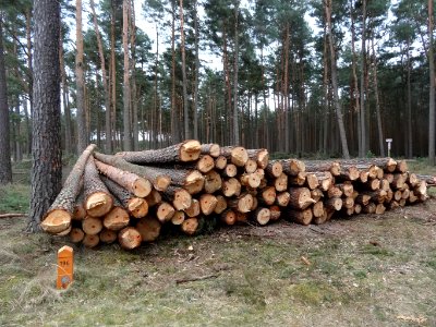 Puszcza Bydgoska Lazyn Wypaleniska 2 4-2015
