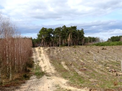 Puszcza Bydgoska Lazyn Wypaleniska 1 4-2015