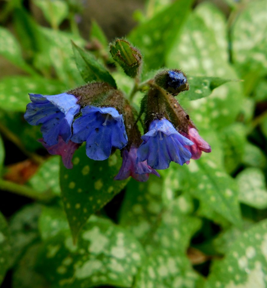 Pulmonaria mountain magic