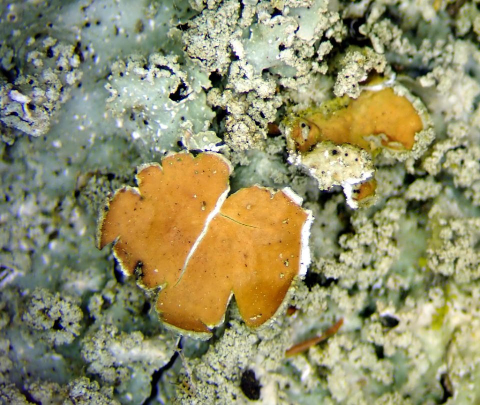 Punctelia borreri 95492818