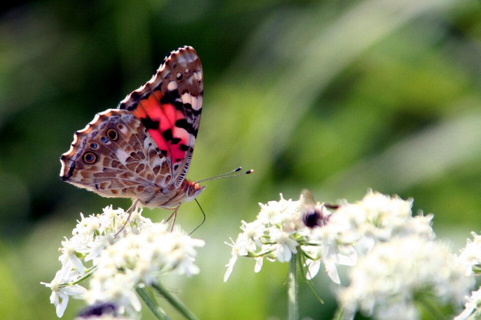 Flower summer flight photo