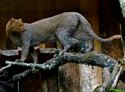 Puma yagouaroundi