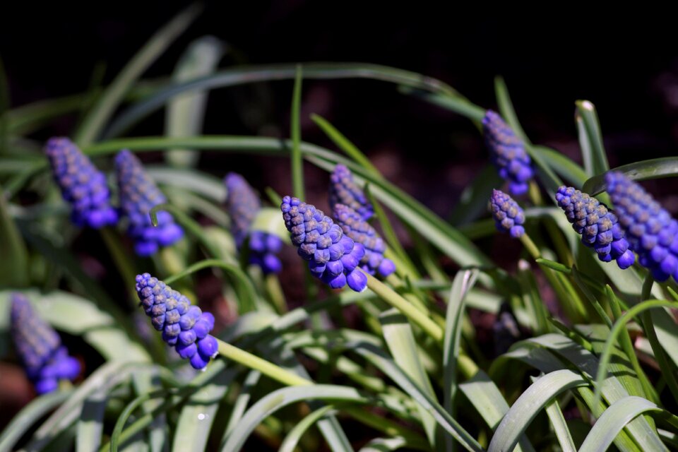 Szafirek garden spring