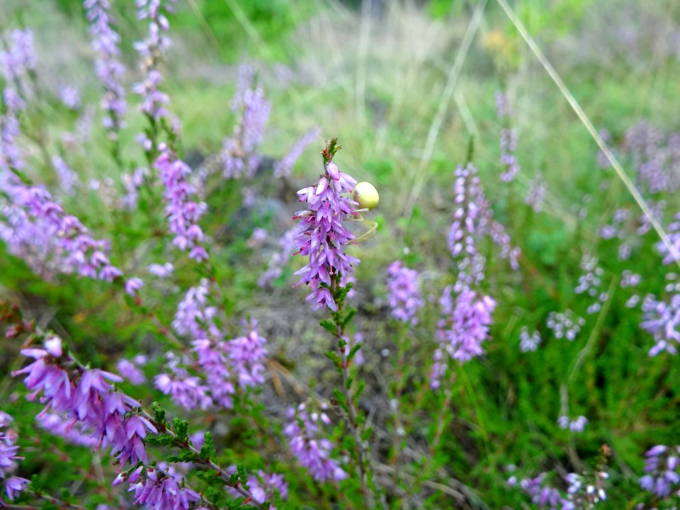 Puszcza Bydgoska k BPPT 6 08-2013