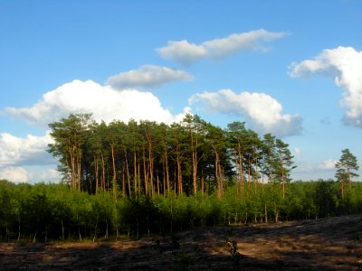Puszcza Bydgoska 07-2012f