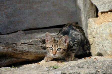 Domestic cat bauer cat young cat