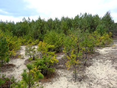 Puszcza Bydgoska Lazyn Wypaleniska 6 4-2015