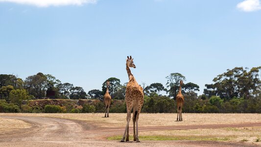 Giraffes werribee zoo melbourne photo