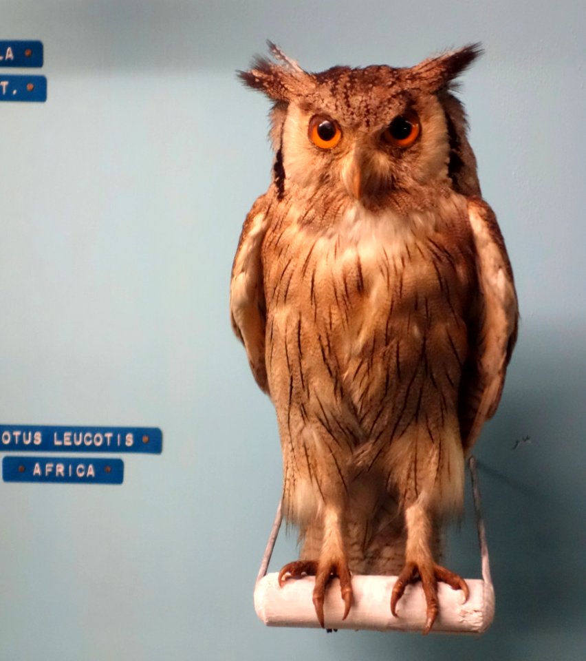 Ptilopsis leucotis (Otus leucotis) - Museo Civico di Storia Naturale Giacomo Doria - Genoa, Italy - DSC03138