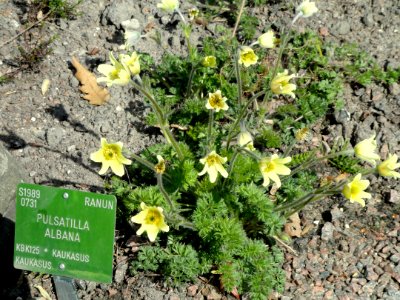 Pulsatilla albana - Copenhagen Botanical Garden - DSC07484