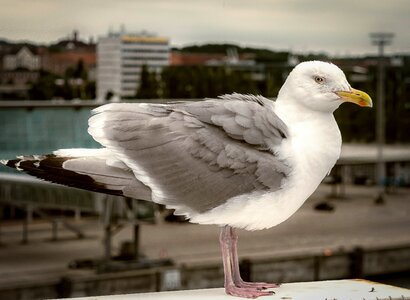 Flying sea seevogel photo