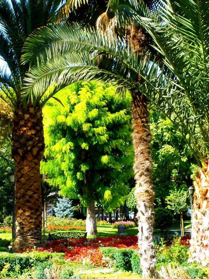 Puertollano - Paseo de San Gregorio 05