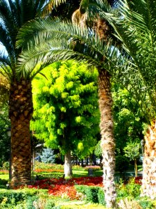 Puertollano - Paseo de San Gregorio 05