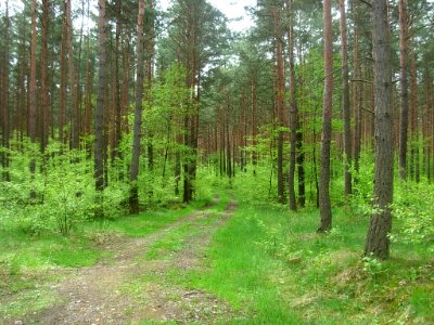 Puszcza Bydg BPPT 05-2013