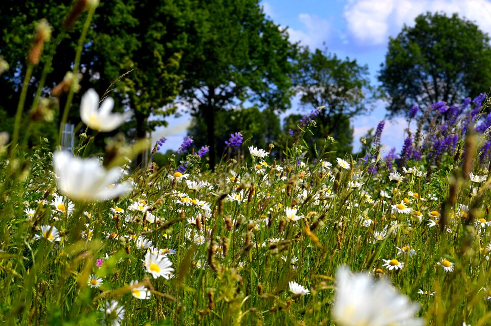 Nature sky flowers