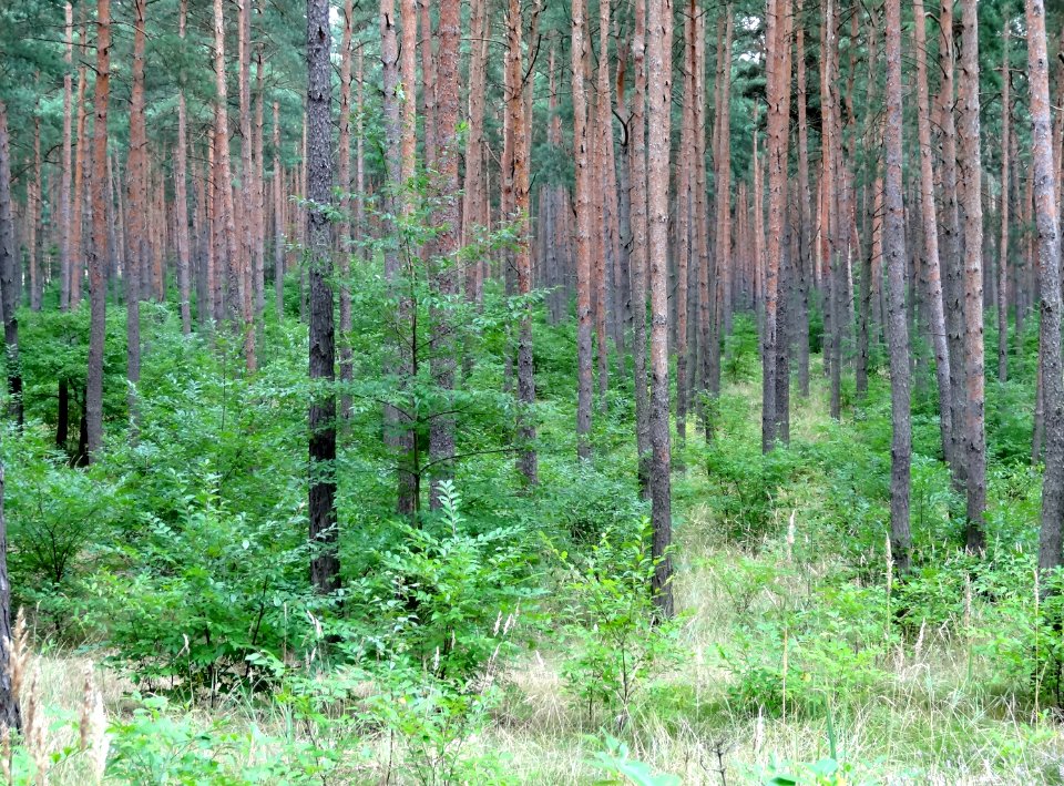 Puszcza Bydgoska k BPPT 4 08-2013