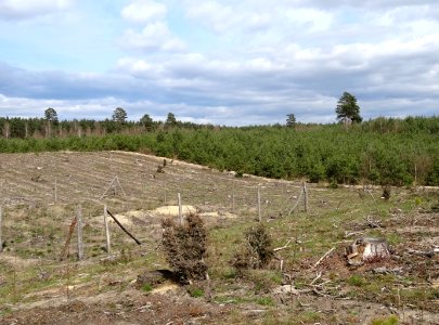 Puszcza Bydgoska Lazyn Wypaleniska 13 4-2015