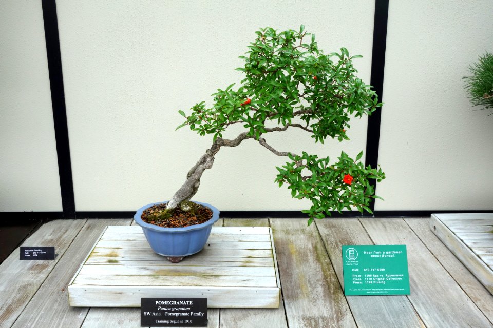Punica granatum bonsai - Longwood Gardens - DSC01259