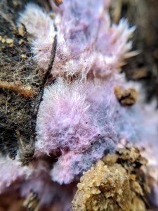 Punctularia atropurpurascens 59872347