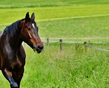Eat paddock brown