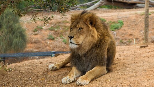 Werribee zoo melbourne brown lion photo