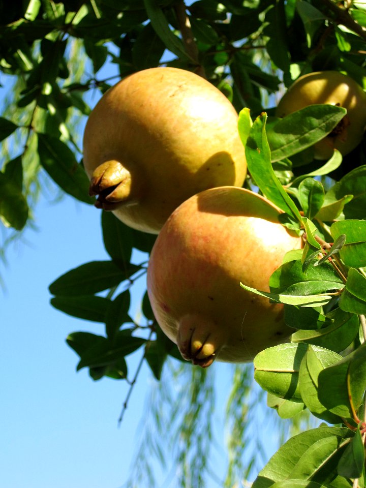 Punica granatum (Pomegranate), Skala Kalloni, Lesbos, Greece