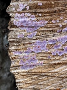 Punctularia atropurpurascens 58263715