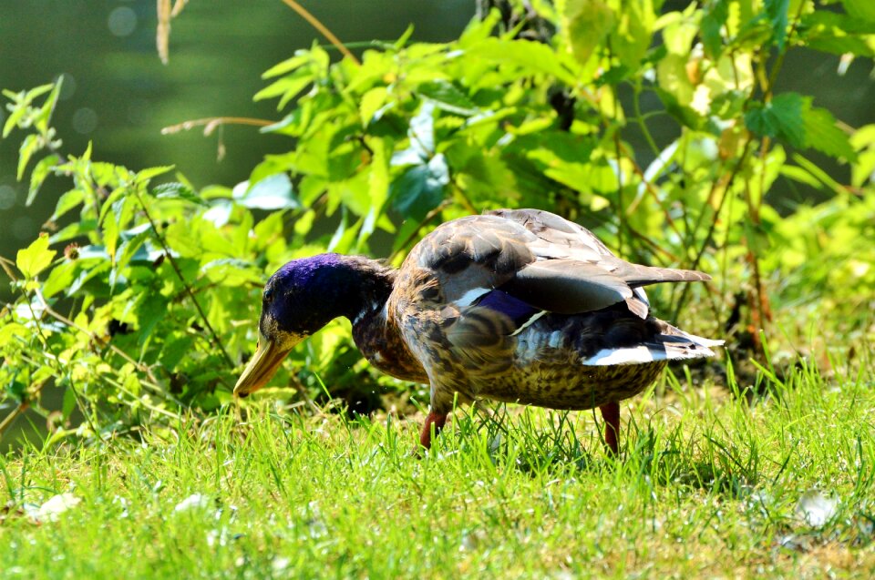 Bird poultry animal