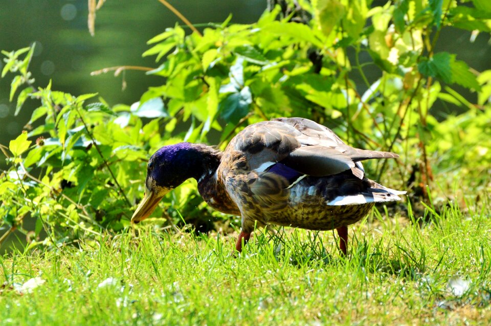 Bird poultry animal photo