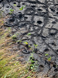 Pu'u Loa Petroglyphs, Nov 2017 (III) 