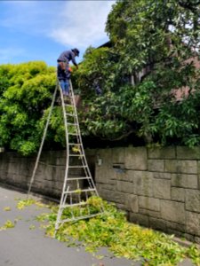 Pruner on ladder in Japan