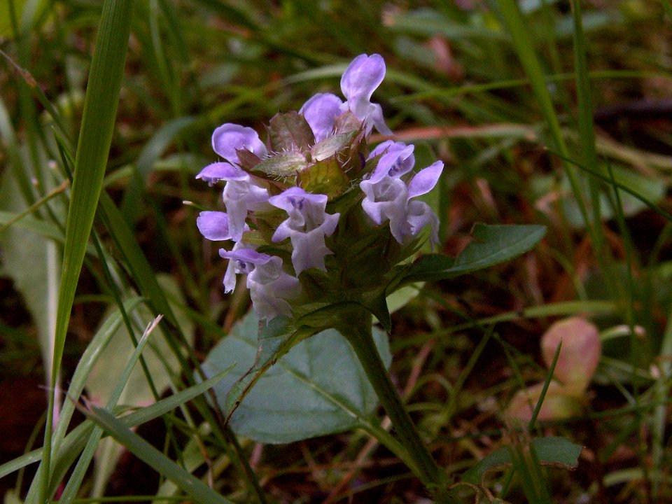 Prunella vulgaris, 2015-07-08, Mount Lebanon, 03